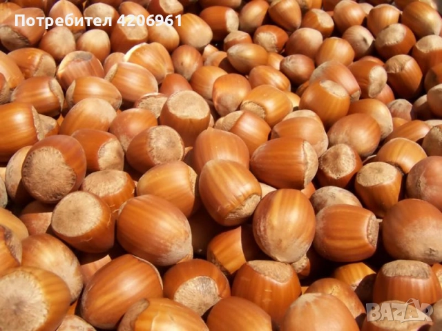 Изкупувам лешници на черупка