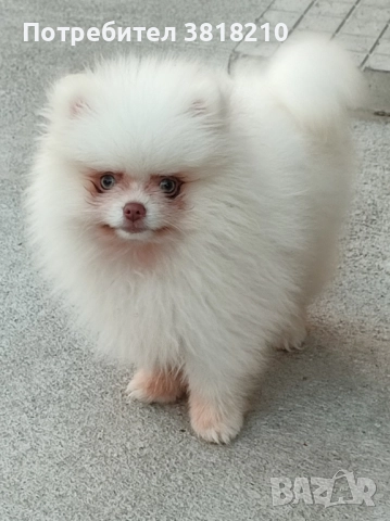 померан момче