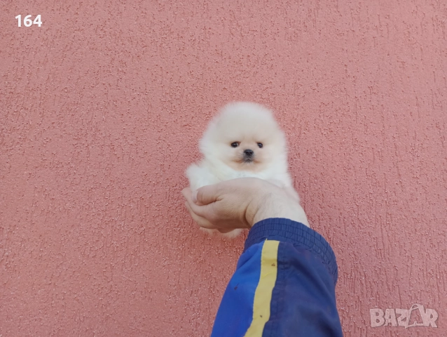 Миниатюрни мини миньони! Померани. Реални снимки! , снимка 4 - Померан - 52716338