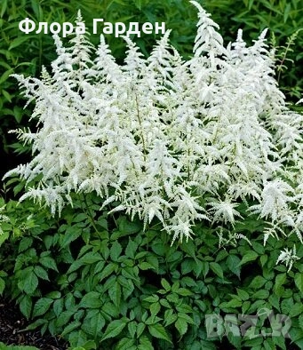 ХОСТА, АСТИЛБЕ - Коренища/ ПРЕДВАРИТЕЛНИ ПОРЪЧКИ, снимка 14 - Градински цветя и растения - 49488937