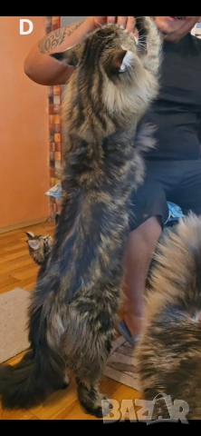 Уникални мейн кун дългокосмести котенца, снимка 13 - Мейн кун - 51780684