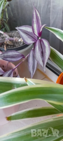 Цветя - алое, традесканция трицветна и лилава, калезия, снимка 12 - Стайни растения - 52022033