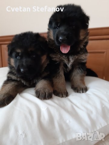 Немска овчарка, снимка 3 - Немска овчарка - 35397071