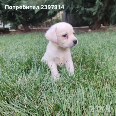 Лабрадор ретривър , снимка 5 - Лабрадор ретривър - 55743243
