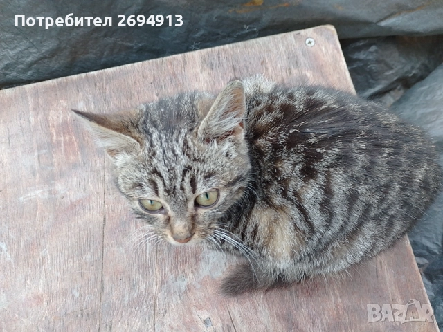 Подарявам котета, снимка 2 - За котки - 48368670