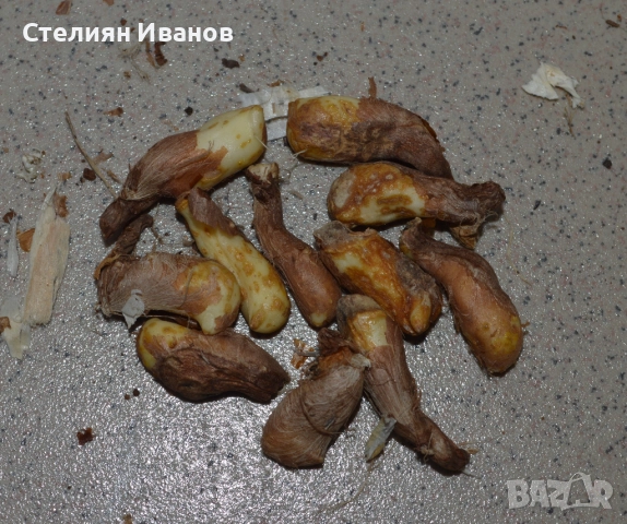 Хермодактилус, зелен ирис (Hermodactylus tuberosus) – грудки, снимка 3 - Сортови семена и луковици - 52371889