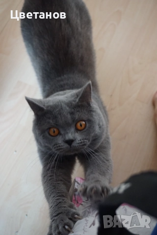 Британска късокосместа 