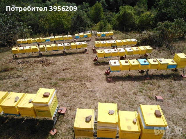 Пчелни отводки