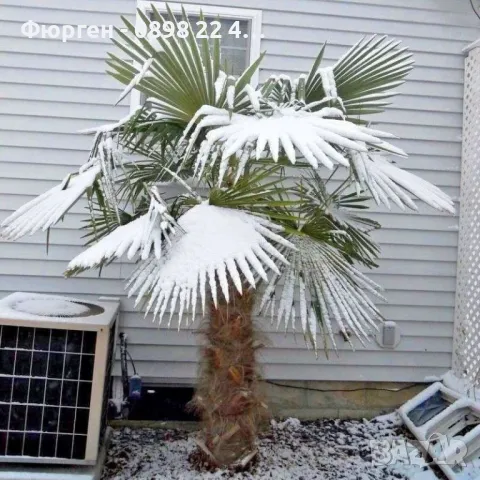 Палма Трахикарпус Студоустойчивост до -18, снимка 2 - Разсади - 46859011