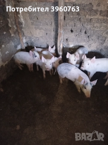Продавам прасенца и една голяма свиня