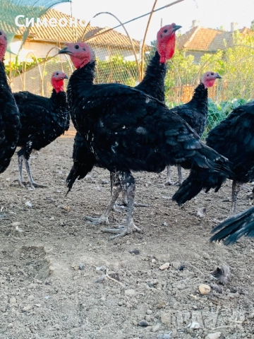 Пуйки домашни селски, снимка 5 - Кокошки и пуйки - 52267679