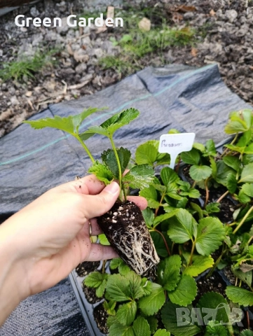 Ягоди Гигант