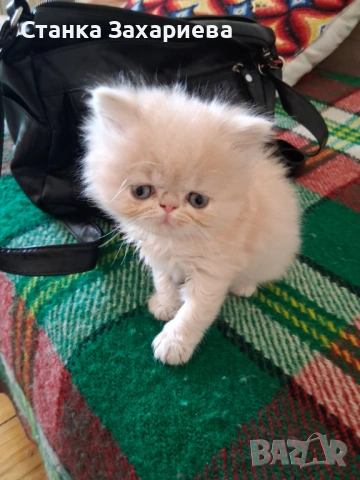 Персийски котенца , снимка 4 - Персийска - 54142958