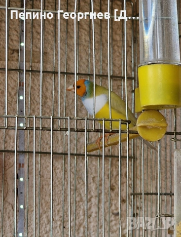 Гулдови Амадини, снимка 3 - Амадини - 53904009