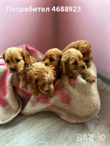 Продават се чистокръвни кокер шпаньоли, снимка 4 - Кокер шпаньол - 53063124