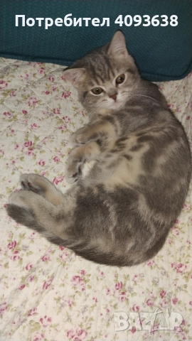 Продавам, снимка 2 - Британска късокосместа - 52562317