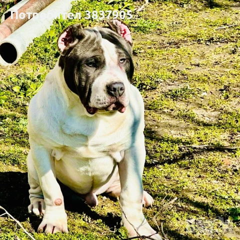 Американско були Хл , снимка 2 - Други - 54244745