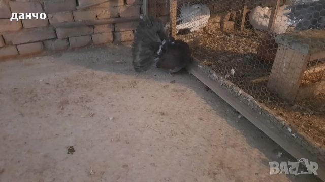 Продавам фенерлии , снимка 3 - Гълъби - 52935098