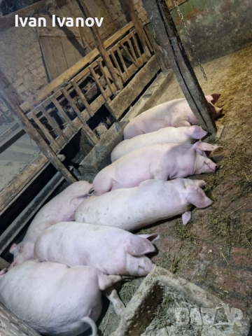 Прасета малки и големи