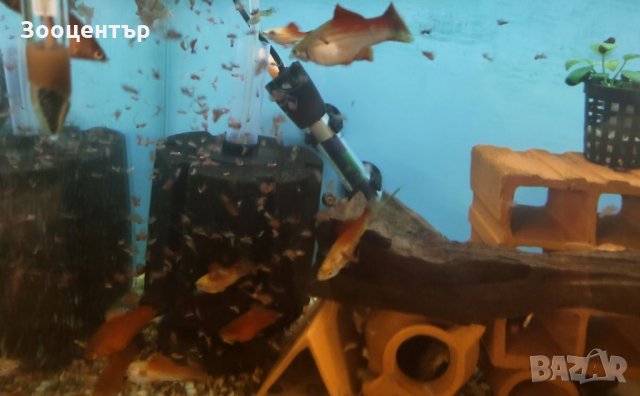 Замразена артемия- майки, снимка 2 - Други стоки за животни - 33867812