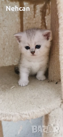 Късокосместа британска сребърна чинчила , снимка 7 - Британска късокосместа - 54361421