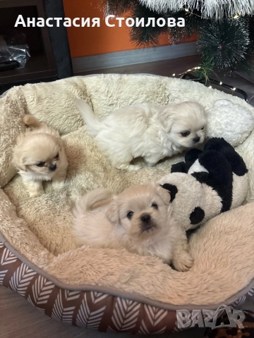 Чистокръвни Кралски пекинези