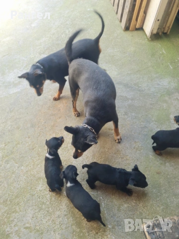 Пинчер , снимка 9 - Пинчер - 54253637