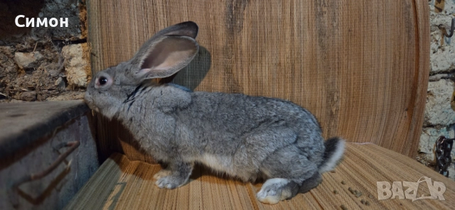  зайци , снимка 3 - Други - 52652543