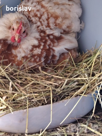 Продавам яйца за лупене от мини кохин, снимка 4 - други­ - 54335992