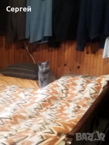 Британски котен, снимка 7 - Британска късокосместа - 55851355
