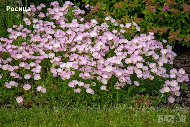 Продавам разсад от Розова йонотера