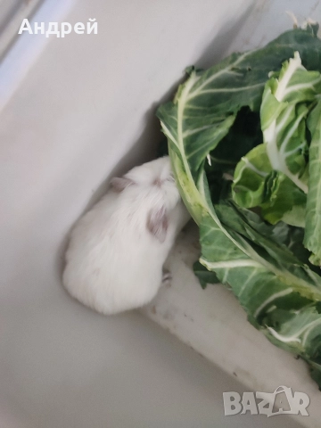 Морски свинчета , снимка 3 - Морски свинчета - 50506731