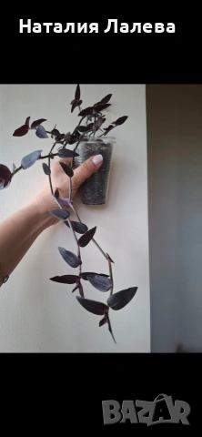 Традесканция, Гибасис, gibasis jose puig, снимка 5 - Стайни растения - 54288004