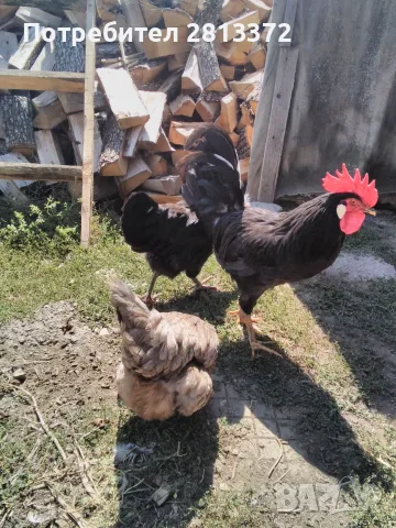  Петел Черен Легхорн Leghorn