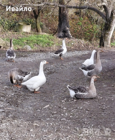 САМО СЕГА !!!ПОСЛЕДНИ БРОЙКИ!!! ПУЙКИ ГЪСКИ И ПАТИЦИ, снимка 2 - Кокошки и пуйки - 52679337