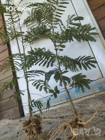 Албиция фиданки, снимка 15 - Градински цветя и растения - 51598316