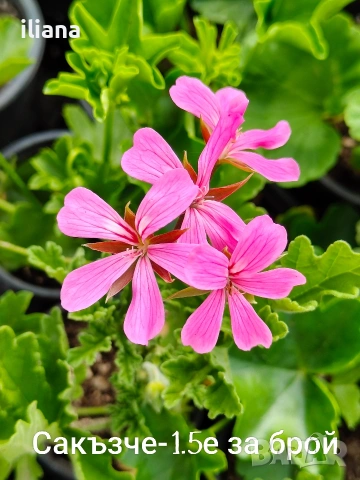 Продавам различни видове цветя, снимка 6 - Градински цветя и растения - 54170180