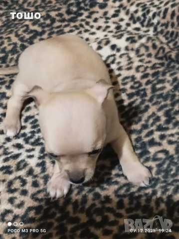 Сладки чихупинчери, снимка 5 - Чихуахуа - 52739986