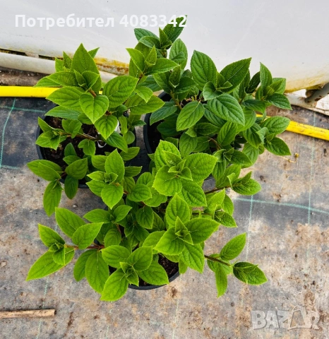 Хортензия за слънце, снимка 3 - Градински цветя и растения - 54139787