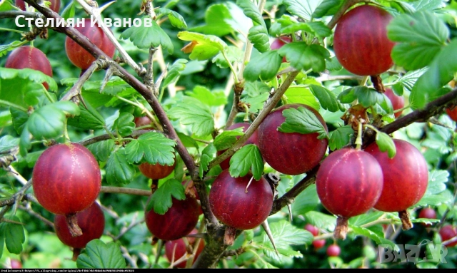Цариградско грозде (Ribes uva-crispa) - червено