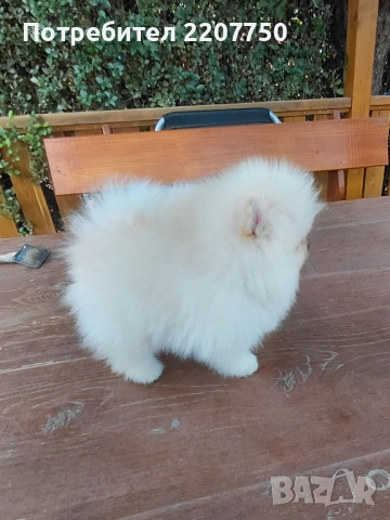 продавам померан , снимка 1