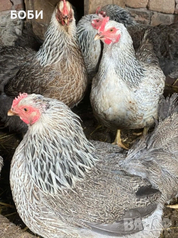 ярки катунски сребърни, снимка 3 - Кокошки и пуйки - 53886898