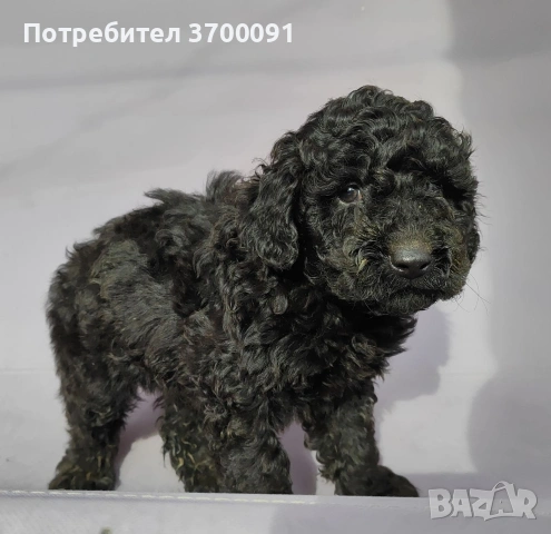 пудел / черни пуделчета , снимка 2 - Пудели - 53003764