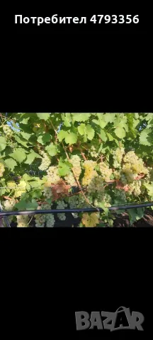 Продавам грозде Каберне фран, снимка 6 - Домашни продукти - 55955365