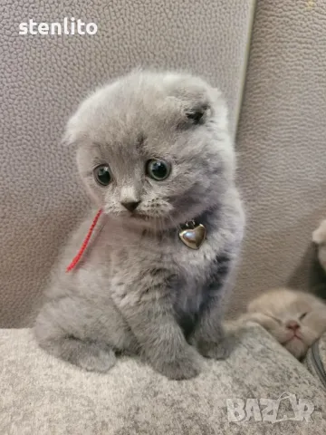 Шотландски клепоухи котенца , снимка 8 - Британска късокосместа - 39110730