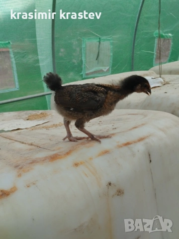 пилета, носачки