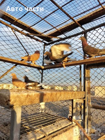 Продавам пазарджишки  високолетци, снимка 10 - Гълъби - 39956489