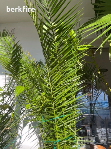 Финикова Палма , снимка 4 - Градински цветя и растения - 52943089