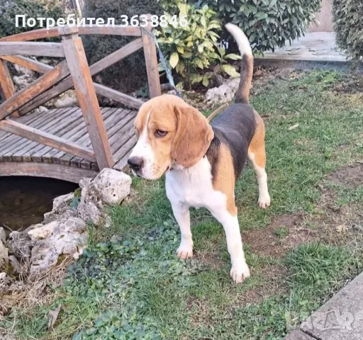 Бигъл, снимка 6 - Бигъл - 50137893