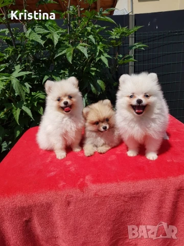 Померан померани, снимка 1